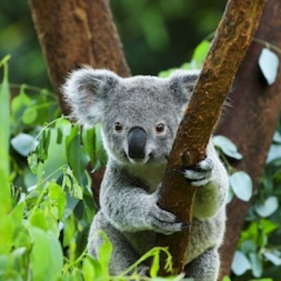 DSQ Teens – Brisbane – August – Lone Pine Koala Park Sanctuary