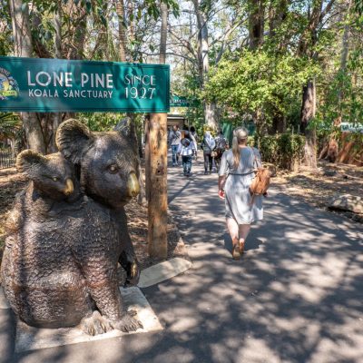 DSQ Kids – Brisbane – April – Lone Pine Koala Sanctuary