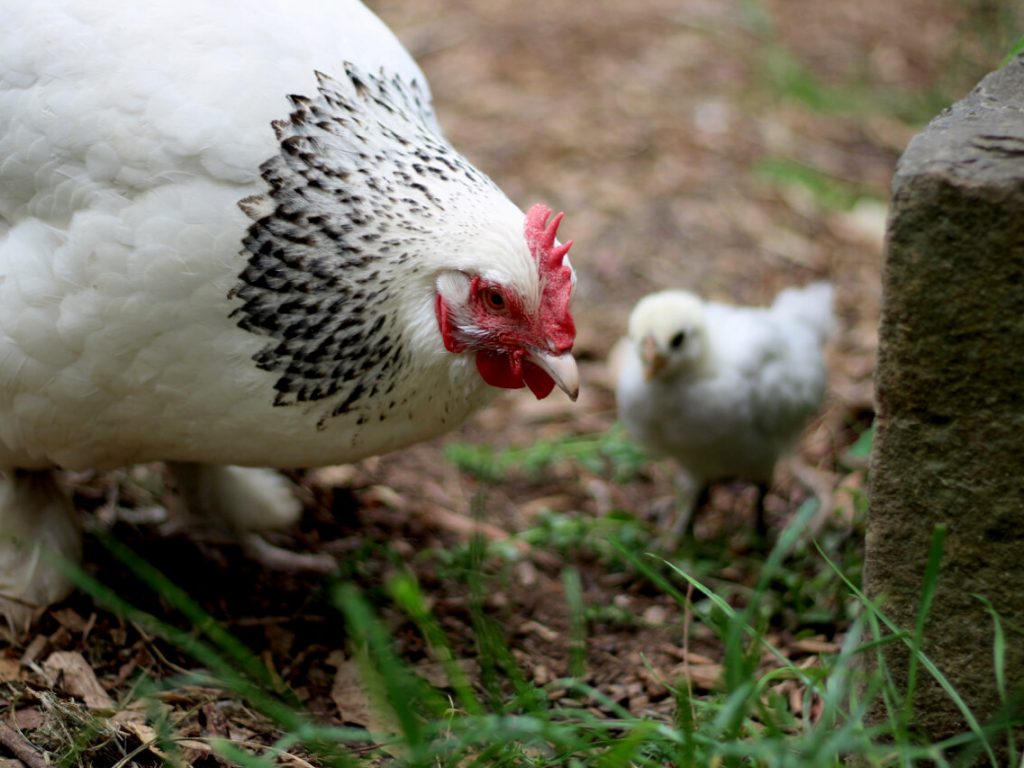 Harmony the forgetful hen and the fox thumbnail.