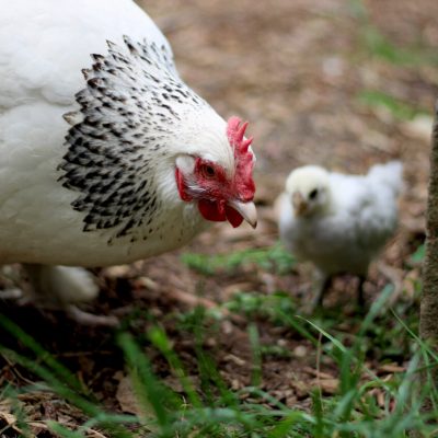 Harmony the forgetful hen and the fox thumbnail.